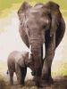 Picture of The First Days Of The Elephant
