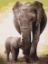 Picture of The First Days Of The Elephant