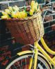Picture of Basket For Tulips Wrapped