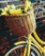 Picture of Basket For Tulips Wrapped
