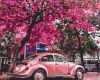 Picture of Blooming Parking Boxed